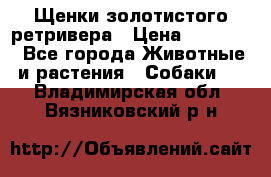 Щенки золотистого ретривера › Цена ­ 15 000 - Все города Животные и растения » Собаки   . Владимирская обл.,Вязниковский р-н